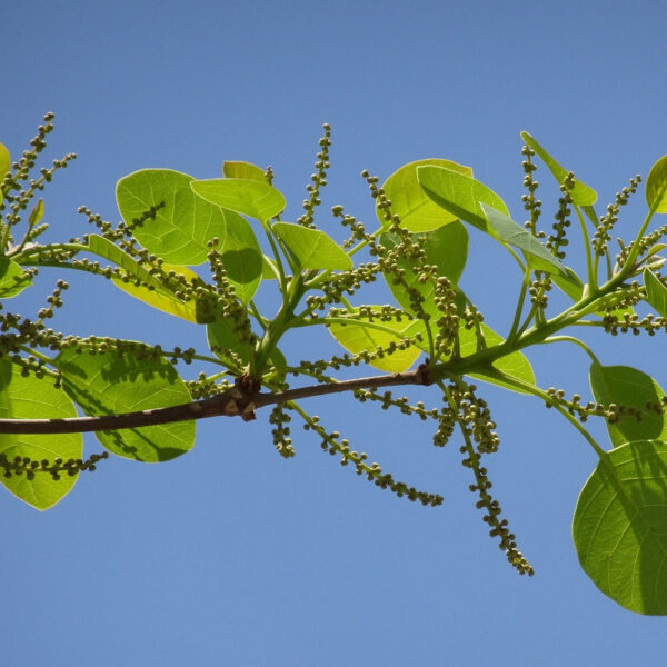 Producto de bienestar ayurvédico natural | Niyama Chile