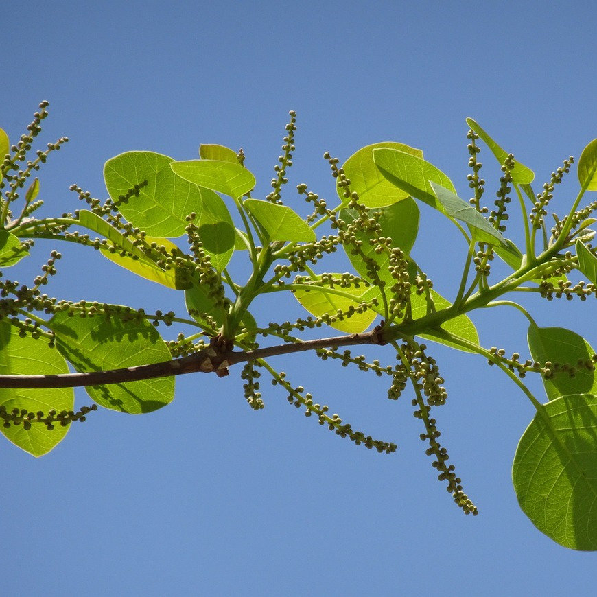 Producto de bienestar ayurvédico natural | Niyama Chile