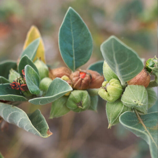 Hierba ayurvédica importada para el bienestar | Niyama Chile